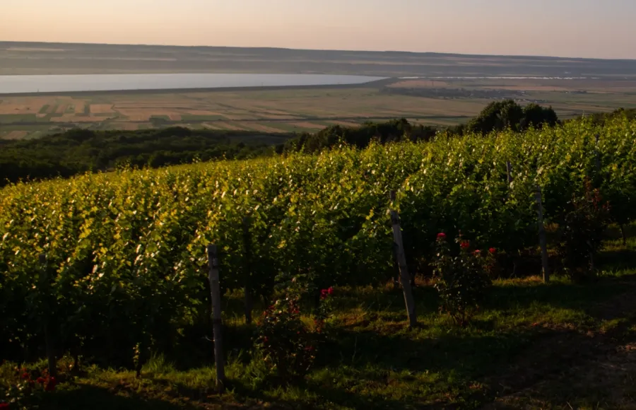 Turismul viticol: arome și peisaje printre livezi și podgorii